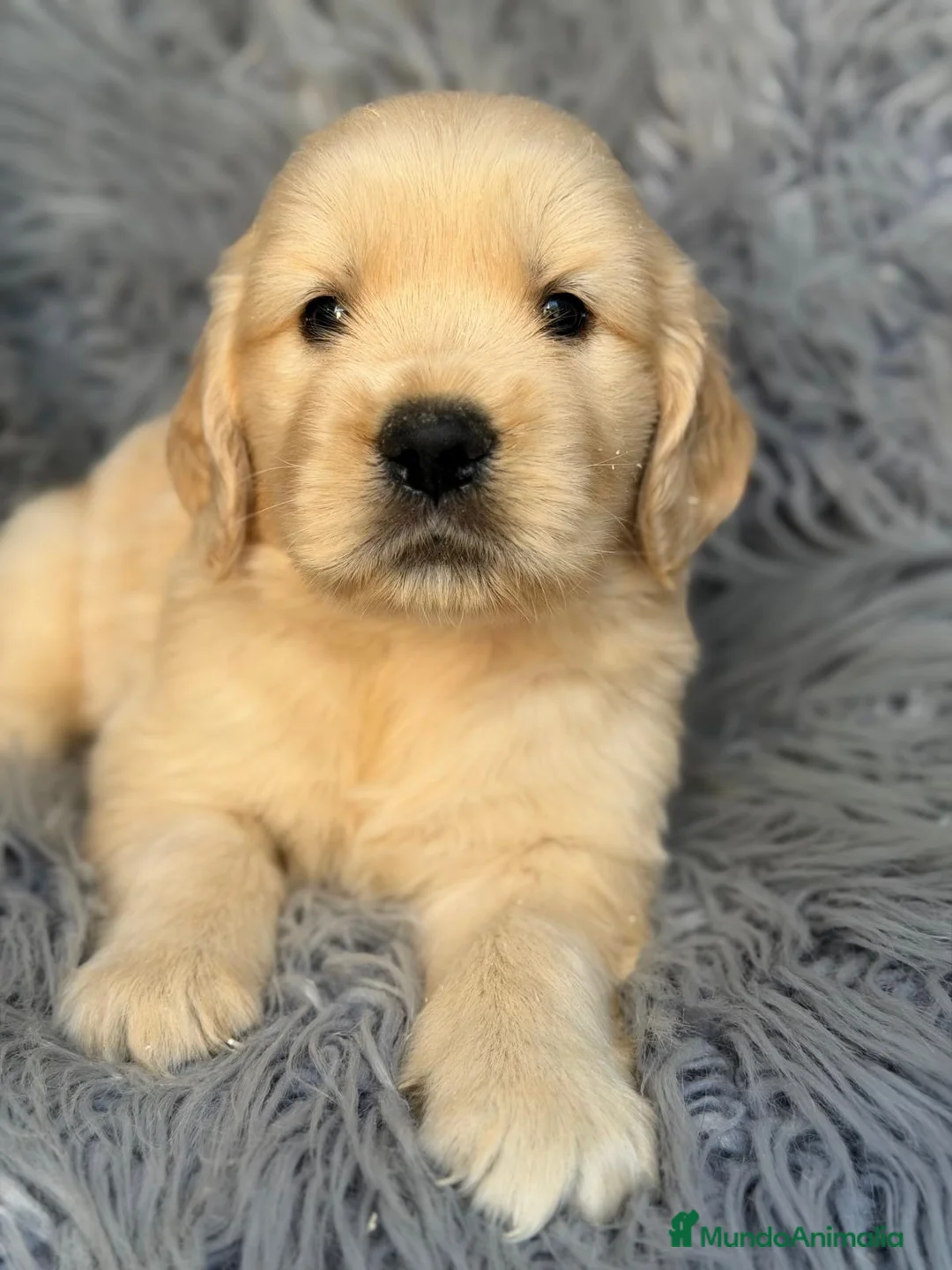 Golden Retriever perros en venta: Camada golden retriever 🐾 - Anuncio 1