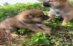 Shiba Inu perros en venta: SHIBA INU - Imagen 22