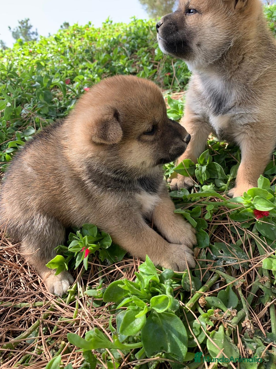 Shiba Inu perros en venta: SHIBA INU - Imagen 22