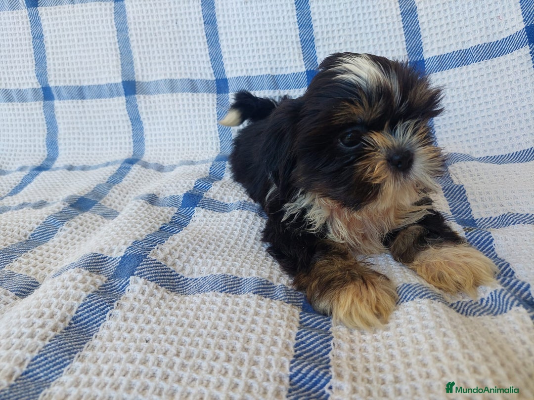 Shih Tzu perros en venta: SHIH TZU MACHO CALIDAD Y SELECCIÓN  - Imagen 2