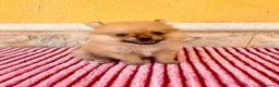 Pomerania perros en venta: Pomerania  - Anuncio 10