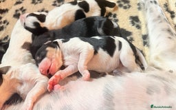 Saluki perros en venta: Camada de Salukis  - Imagen 12