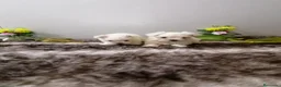 Bichón Maltés perros en venta: Bichon maltés americano  - Anuncio 3