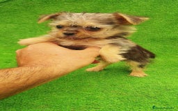 Yorkshire Terrier perros en venta: Yorkshire Terrier Toy - Imagen 1