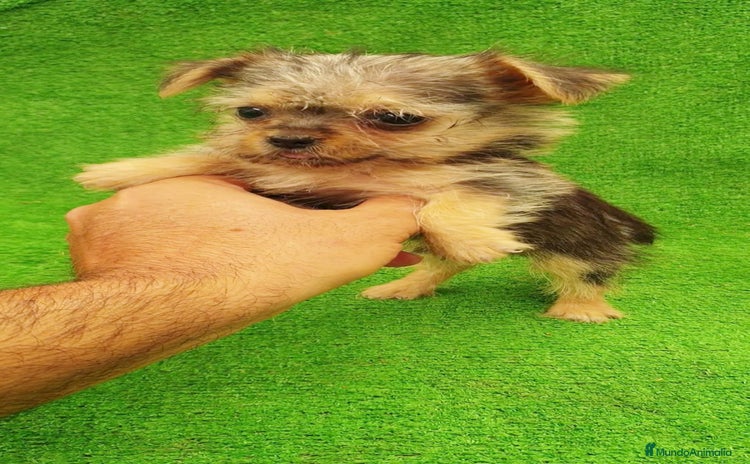 Yorkshire Terrier perros - Propaganda 1