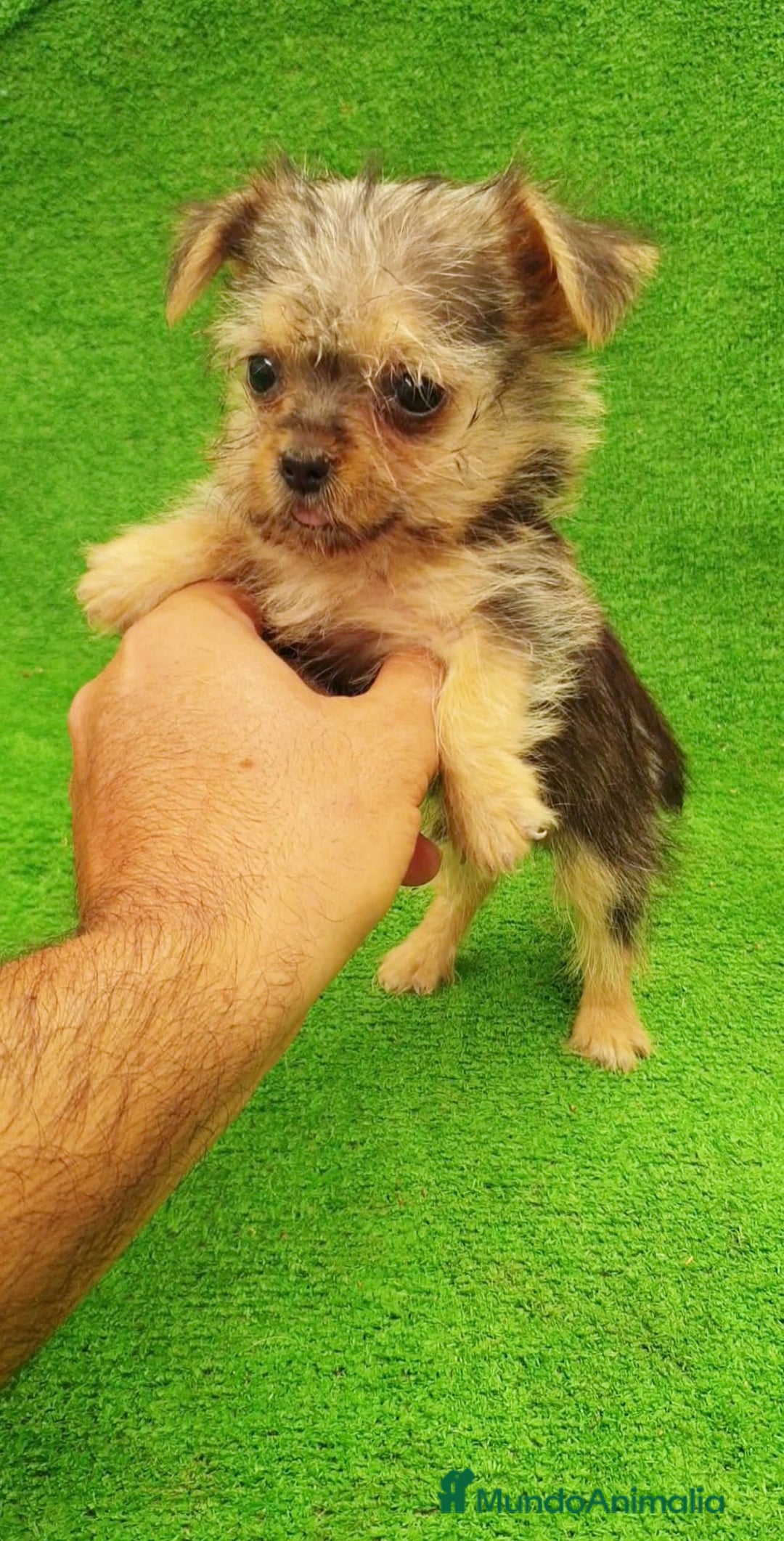 Yorkshire Terrier perros en venta: Yorkshire Terrier Toy - Imagen 1