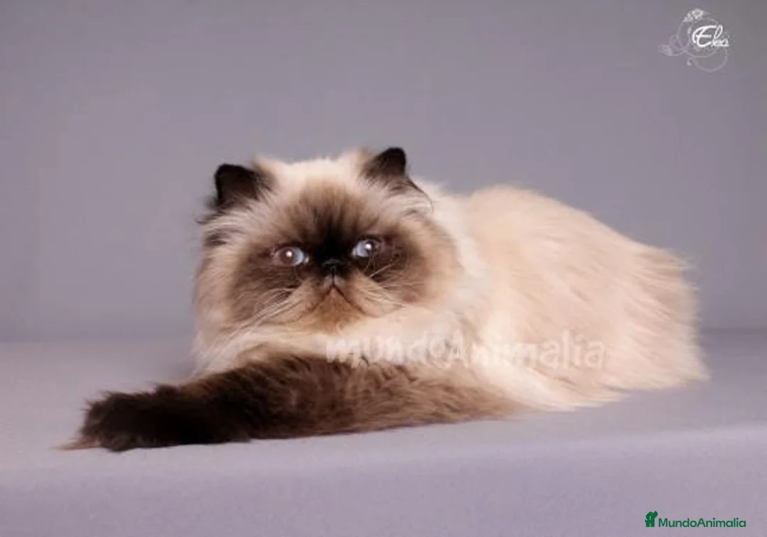 Imagen de galería {{count}}