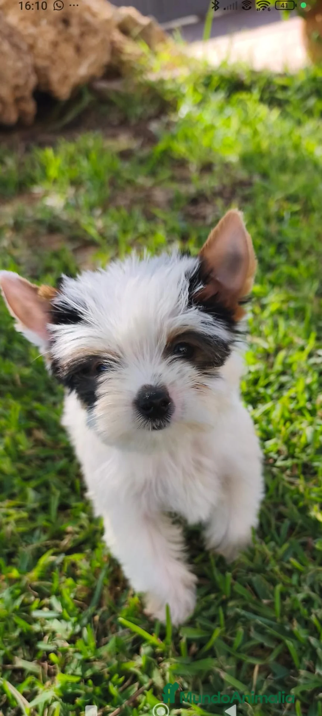 Biewer Yorkshire Terrier a la Pom Pon perros en venta: Disponible Yorkshires biewer de calidad  - Anuncio 2