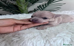 Chihuahua perros en venta: CHIHUAHUA HEMBRA - Imagen 1