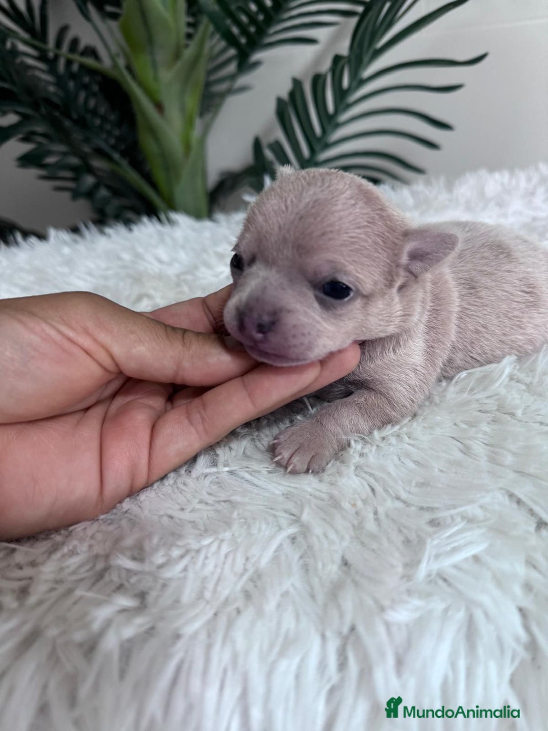 Chihuahua perros en venta: CHIHUAHUA HEMBRA - Imagen 1