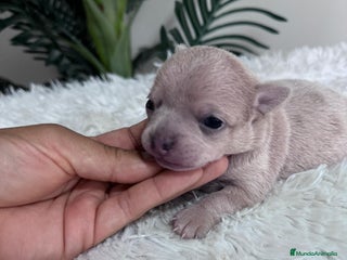 Chihuahua perros - Anuncio 2