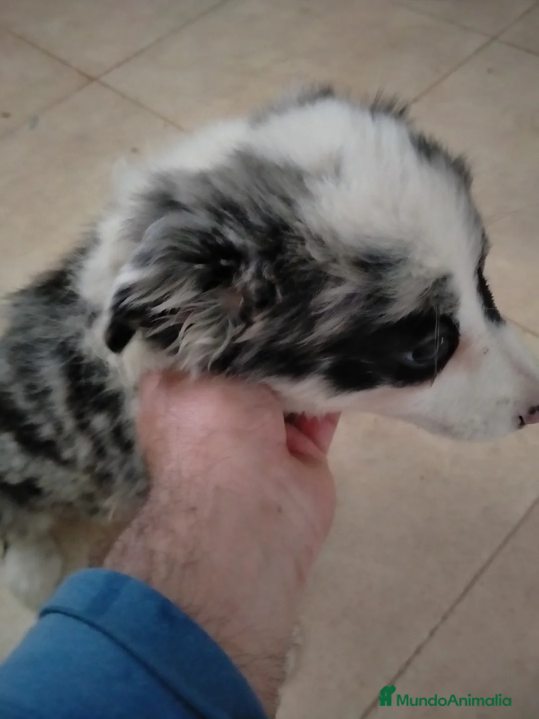 Border Collie perros en venta: Cachorritas de border collie  - Anuncio 2