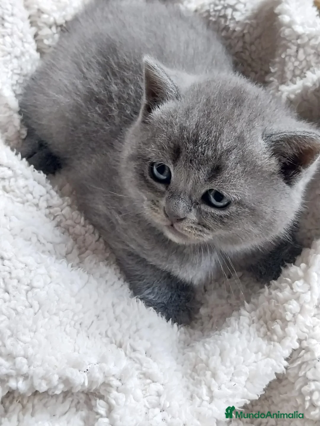 Británico de Pelo Corto Azul gatos en venta: British Blue  - Anuncio 4