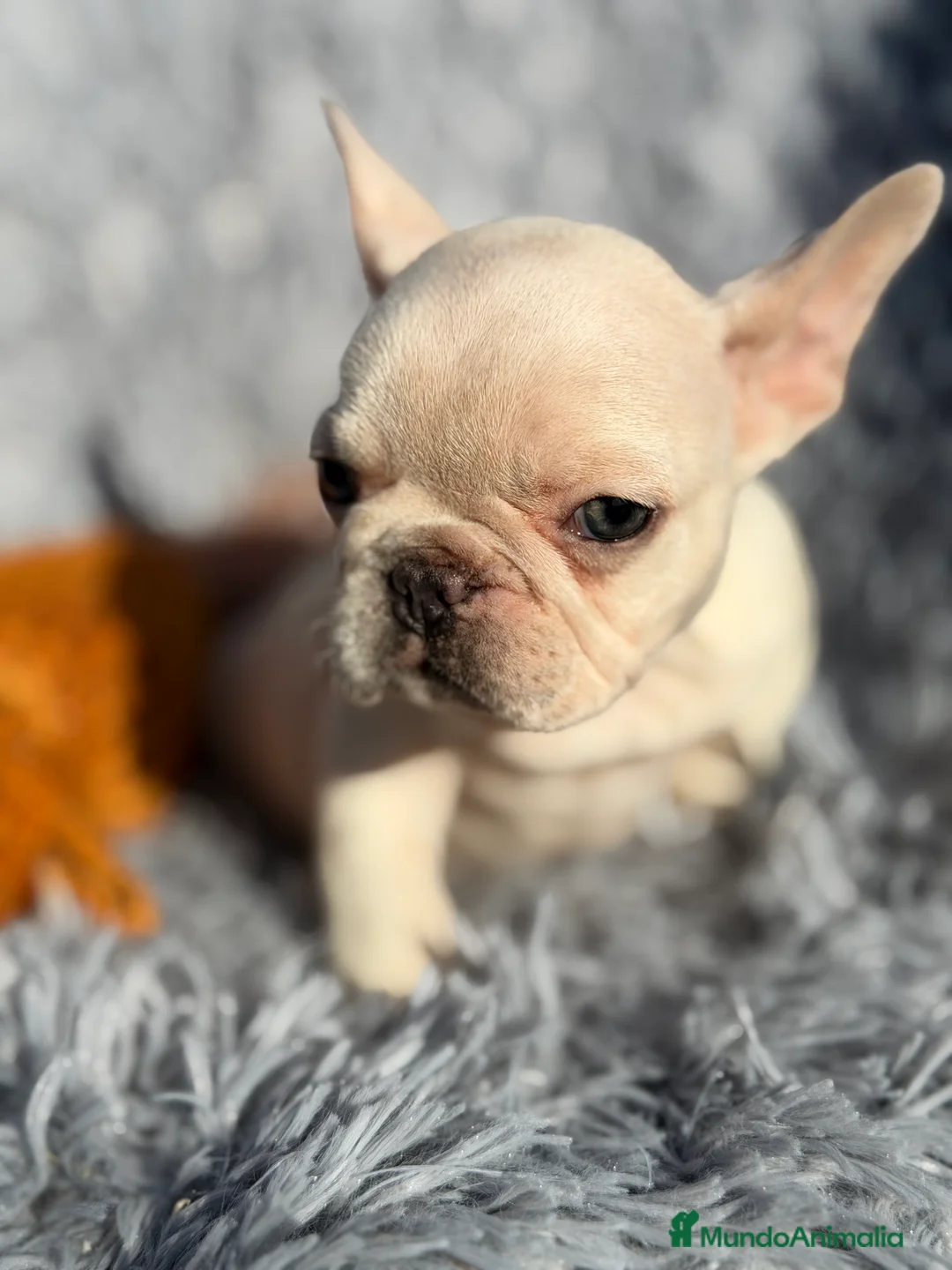 Bulldog Francés perros en venta: Bulldod Platinum hembra  - Anuncio 4