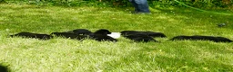 Labrador Retriever perros en venta: Cachorros de Labrador Retriever Negros - Anuncio 8
