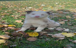 Border Collie perros en venta: Borde collie  - Imagen 5