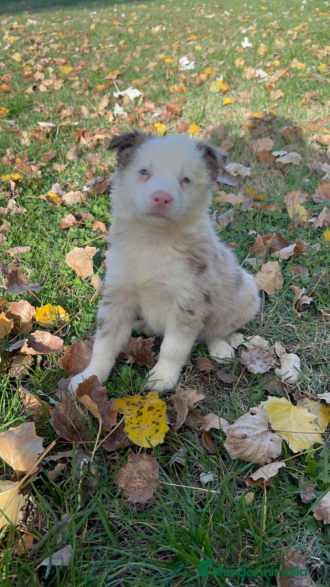 Border Collie perros en venta: Borde collie  - Imagen 5