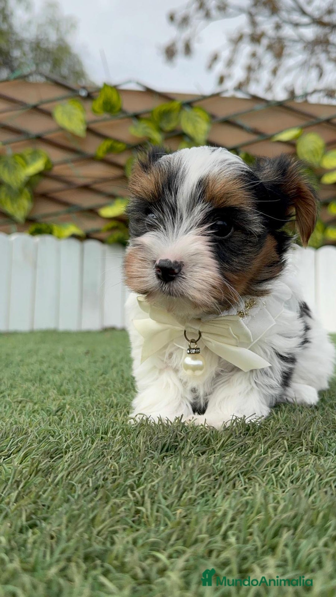 Yorkshire Terrier perros en venta: YORKSHIRE BIEWER - Anuncio 4