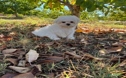 Bichón Maltés perros en venta: Bichon Maltés toy Macho para disponible  - Imagen 3