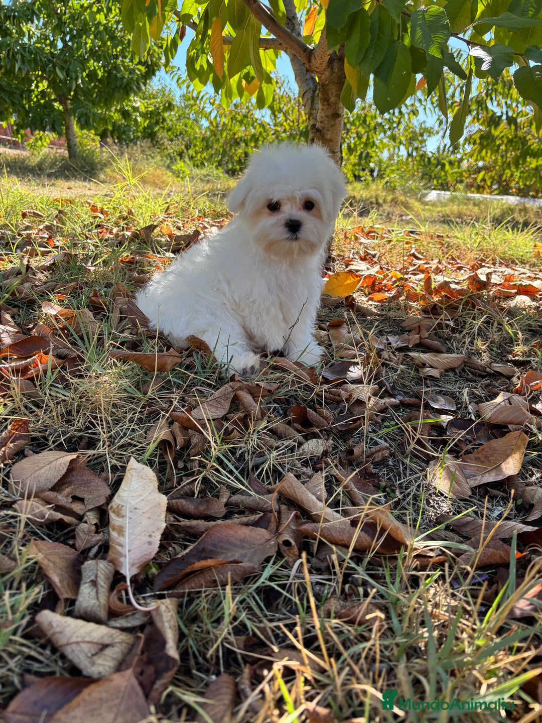 Bichón Maltés perros en venta: Bichon Maltés toy Macho para disponible  - Imagen 3