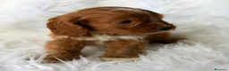 Cavapoo perros en venta: Cavapoo rojo  - Anuncio 6