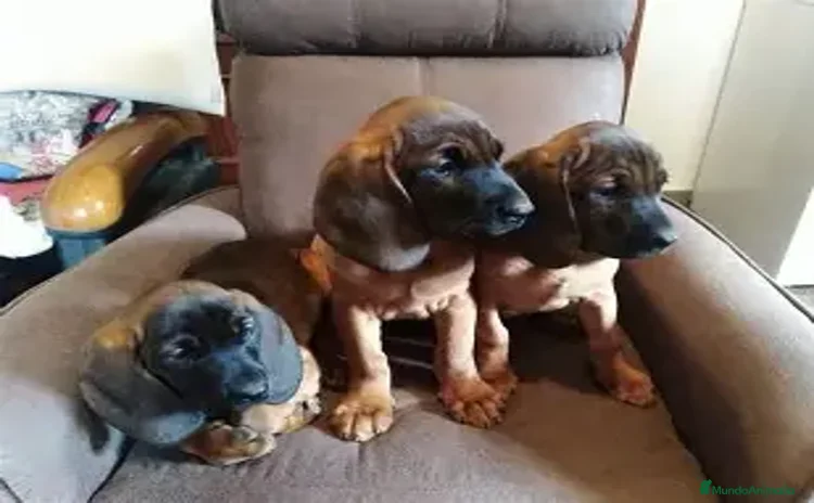 Sabueso de Sangre de Baviera perros - Anuncio 10