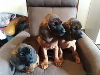 Sabueso de Sangre de Baviera perros - Anuncio 3