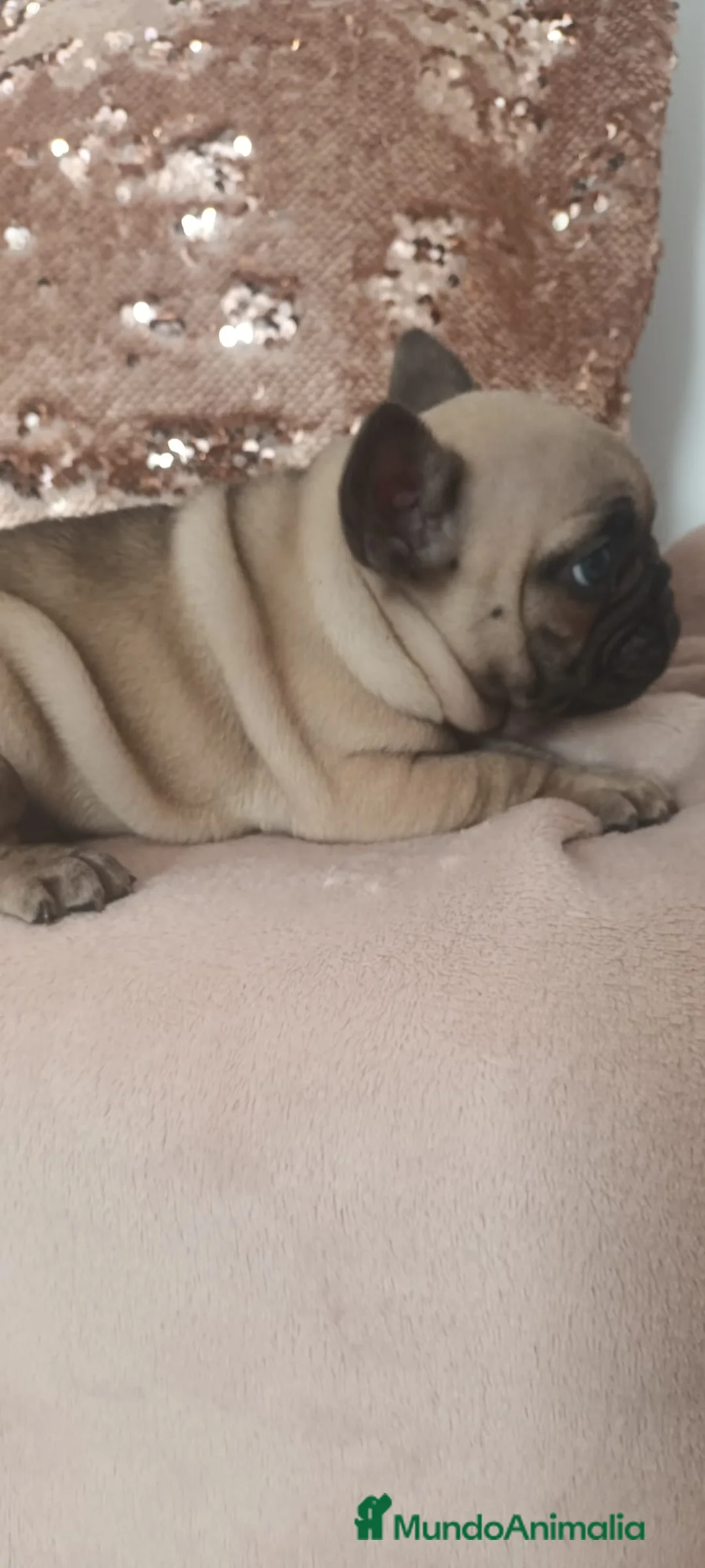 Bulldog Francés perros en venta: Bulldog Francés - Anuncio 2