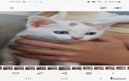 Otras razas gatos en venta: Cruce de gato persa - Imagen 3