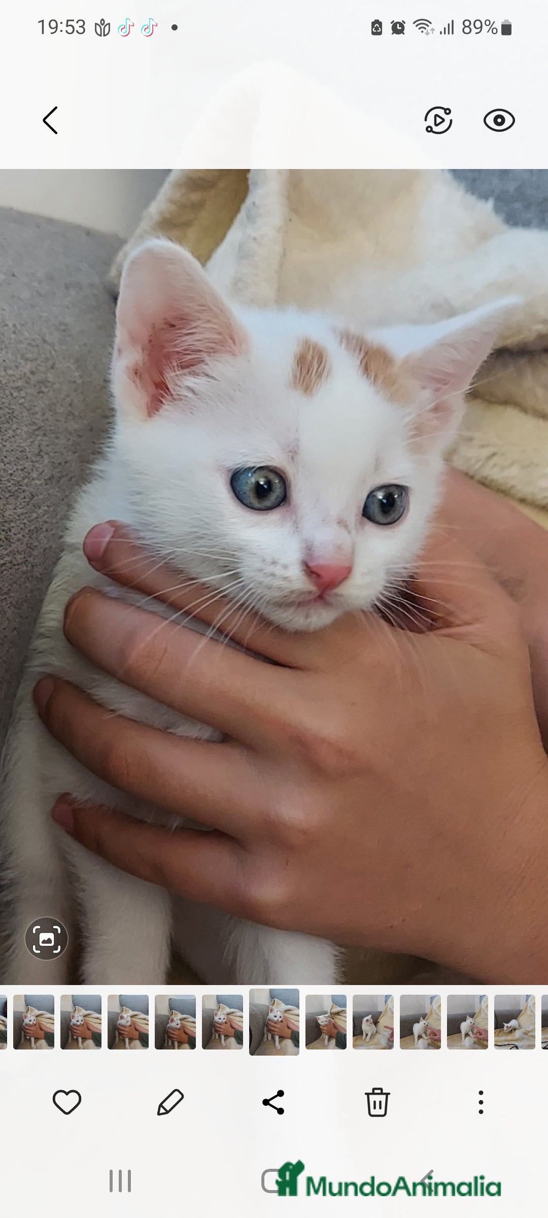 Otras razas gatos en venta: Cruce de gato persa - Imagen 3