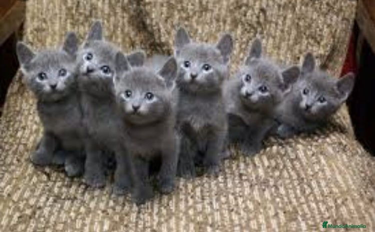 Azul Ruso gatos - Propaganda 4
