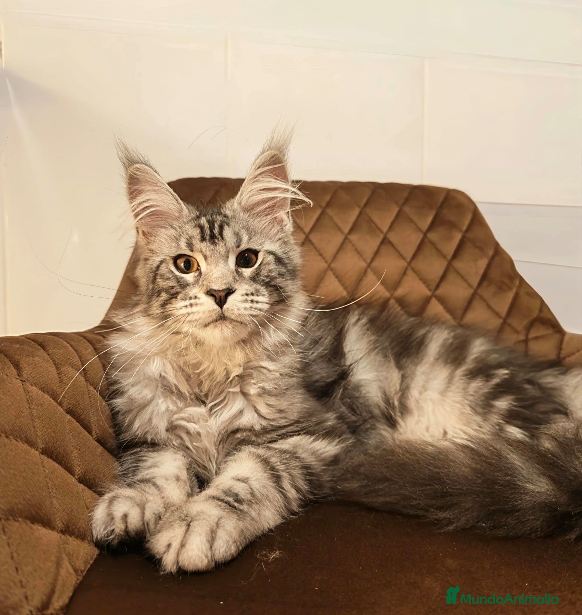 Maine Coon gatos Maine coon - Anuncio 1