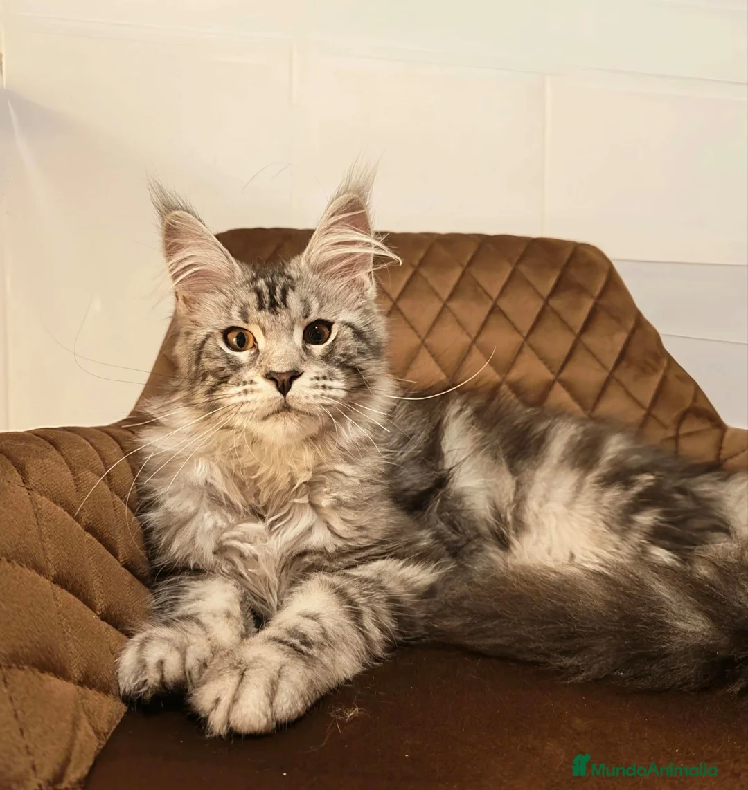 Maine Coon gatos en venta: Maine coon - Anuncio 1