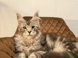 Maine Coon gatos Maine coon - Anuncio 4