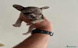 Bulldog Francés perros en venta: Bulldog Francés Macho - Imagen 9