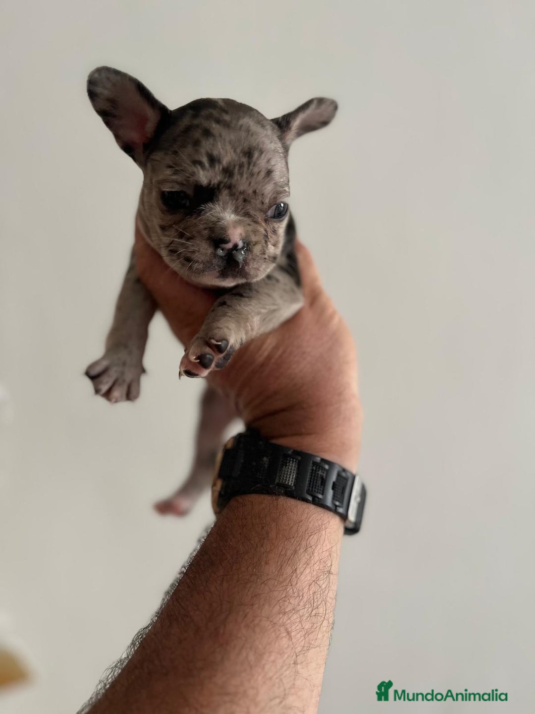 Bulldog Francés perros en venta: Bulldog Francés Macho - Imagen 9