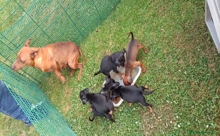Pinscher Miniatura perros - Propaganda 1