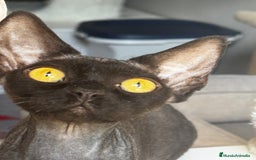 Devon Rex gatos en venta: Devon rex - Imagen 2