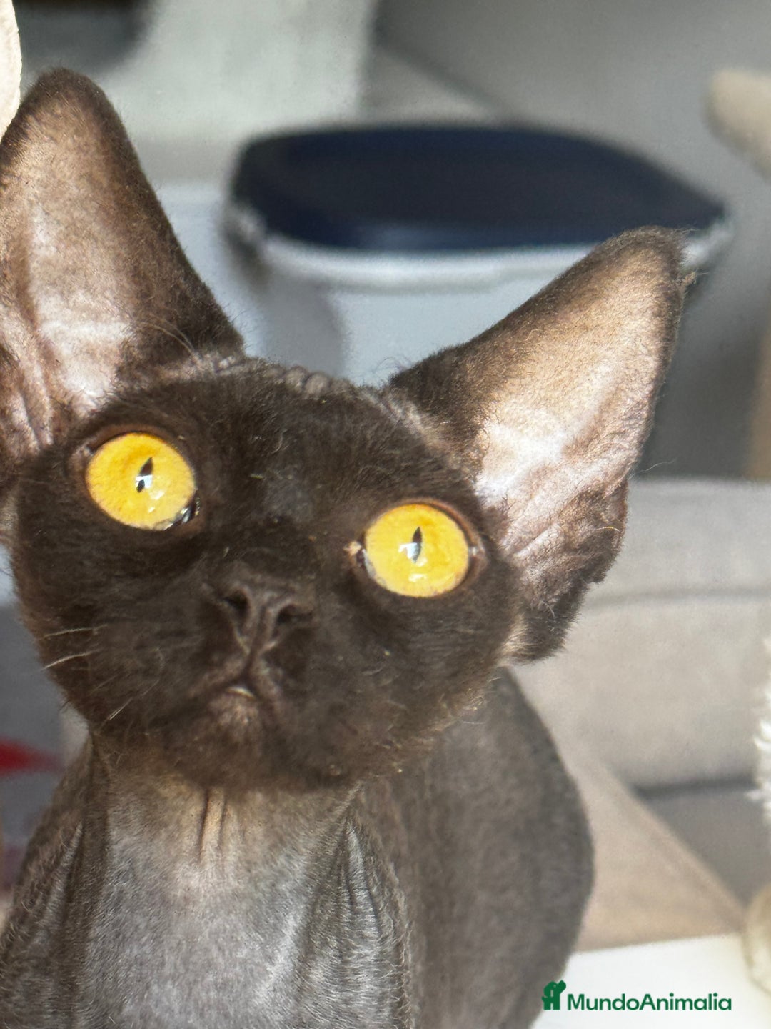 Devon Rex gatos en venta: Devon rex - Imagen 2