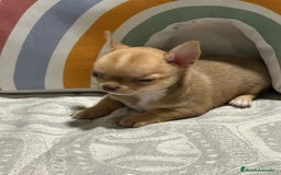 Chihuahua perros en venta: Exclusivos chihuahuas rusos - Imagen 15