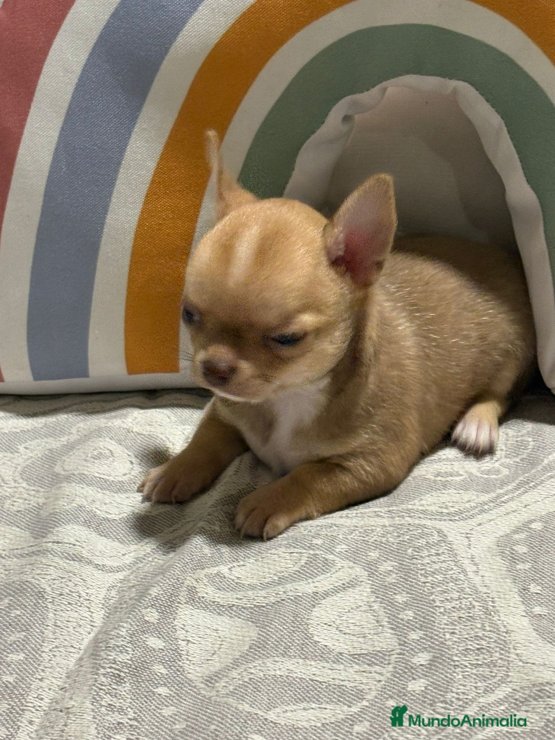 Chihuahua perros en venta: Exclusivos chihuahuas rusos - Imagen 15
