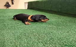 Teckel Miniatura perros en venta: Teckel Miniatura  - Imagen 30