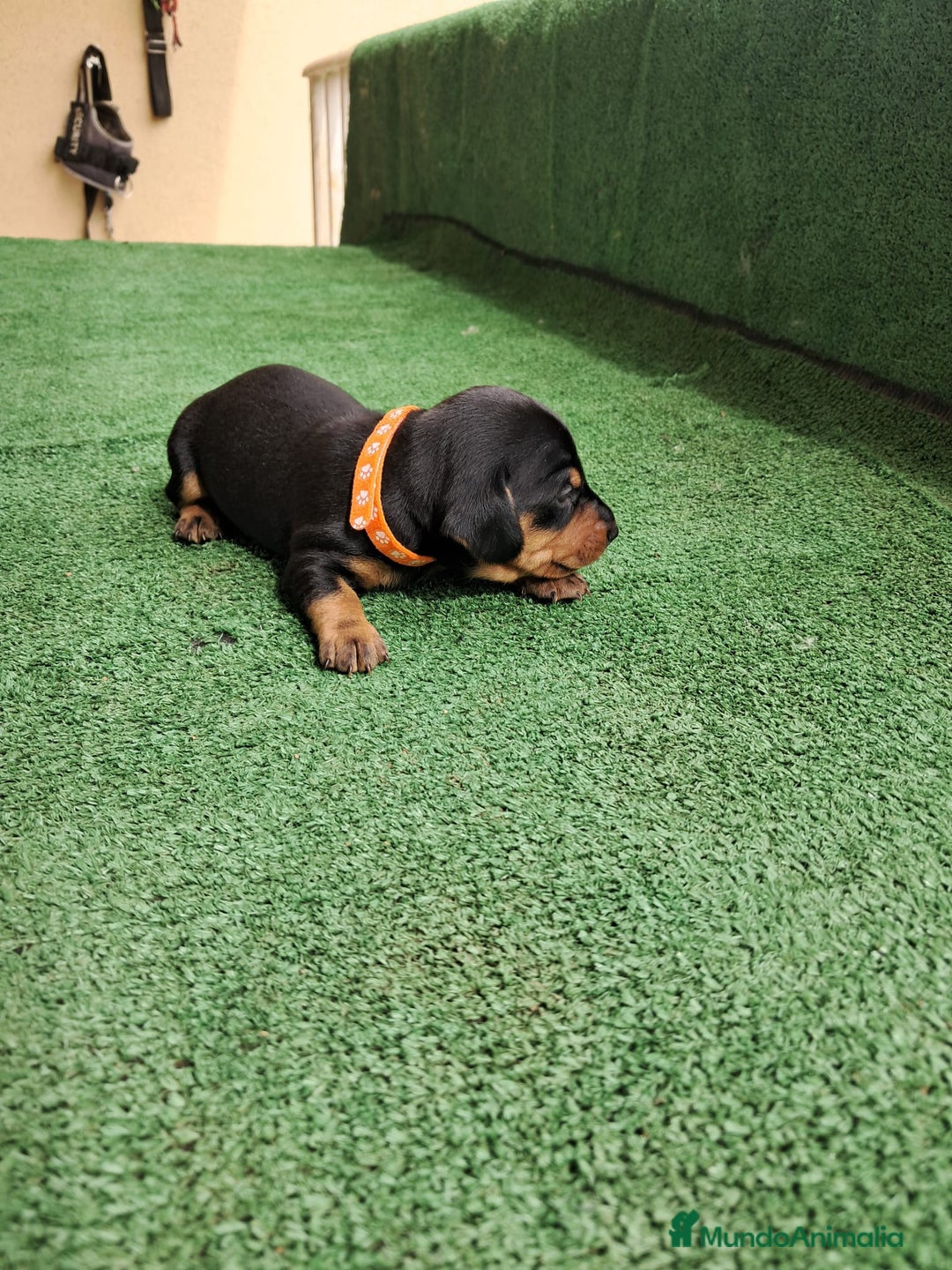 Teckel Miniatura perros en venta: Teckel Miniatura  - Imagen 30