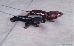 Teckel Miniatura perros en venta: Teckel kanichen  - Anuncio 3