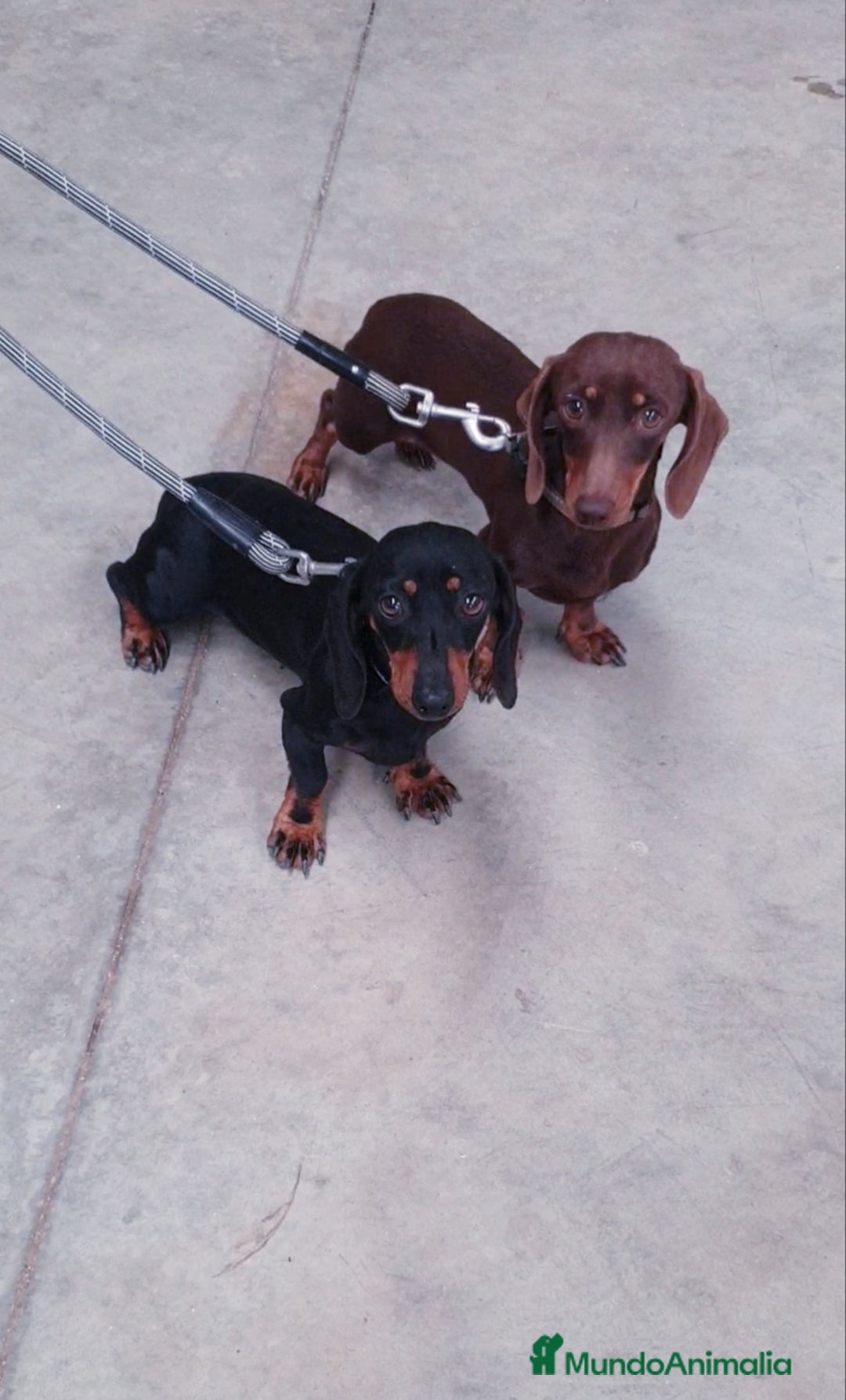 Teckel Miniatura perros en venta: Teckel kanichen  - Anuncio 3