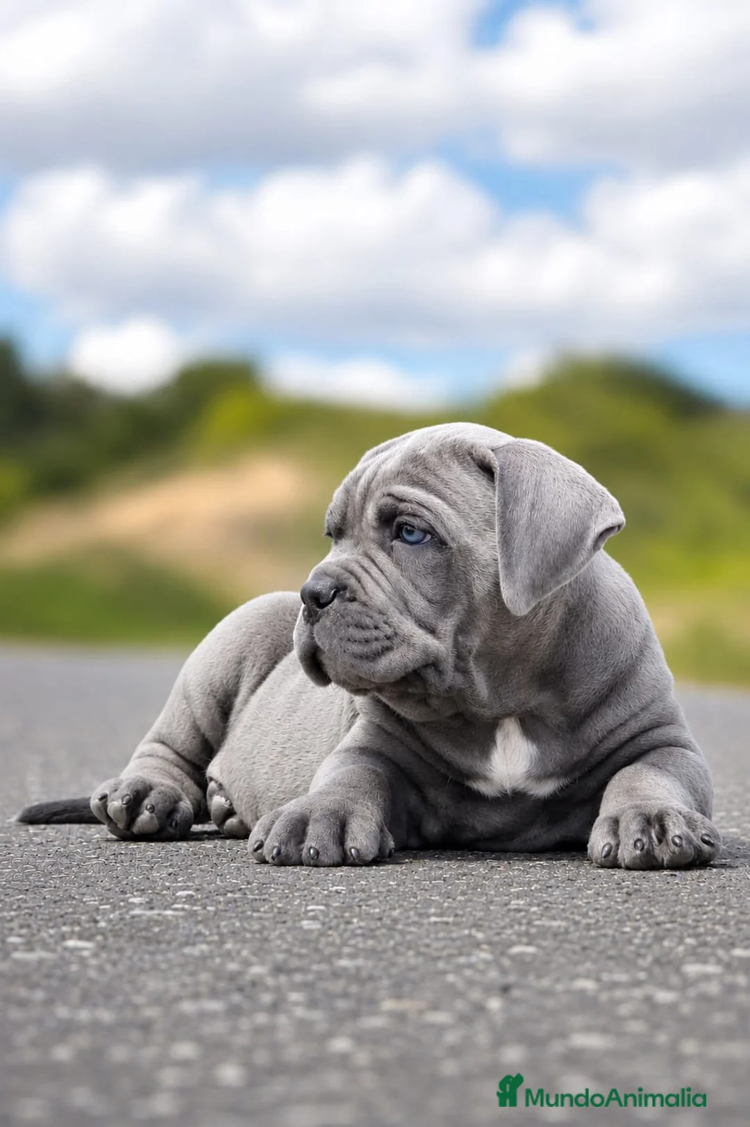 Cane Corso perros en venta: Cachorro de Cane Corso - Anuncio 2