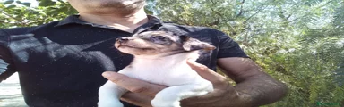 Chihuahua 1