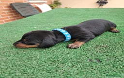 Teckel Miniatura perros en venta: Teckel Miniatura  - Imagen 21