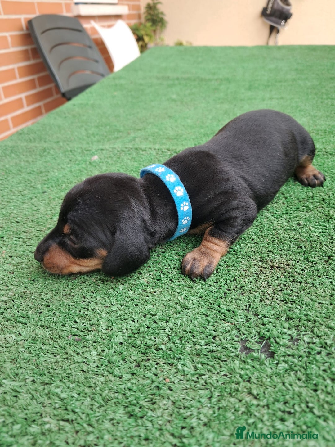 Teckel Miniatura perros en venta: Teckel Miniatura  - Imagen 21