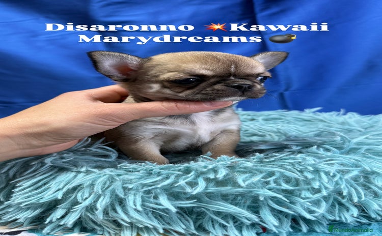 Chihuahua perros - Anuncio 15